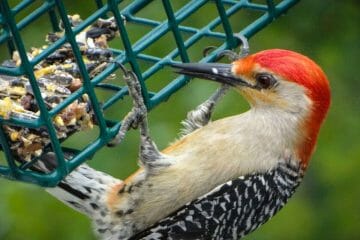 best woodpecker feeder