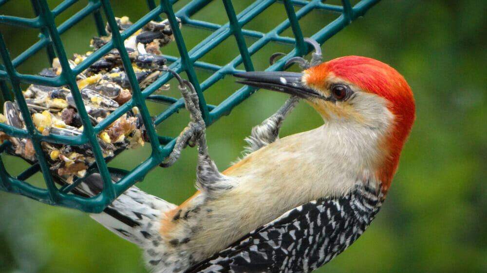 best woodpecker feeder