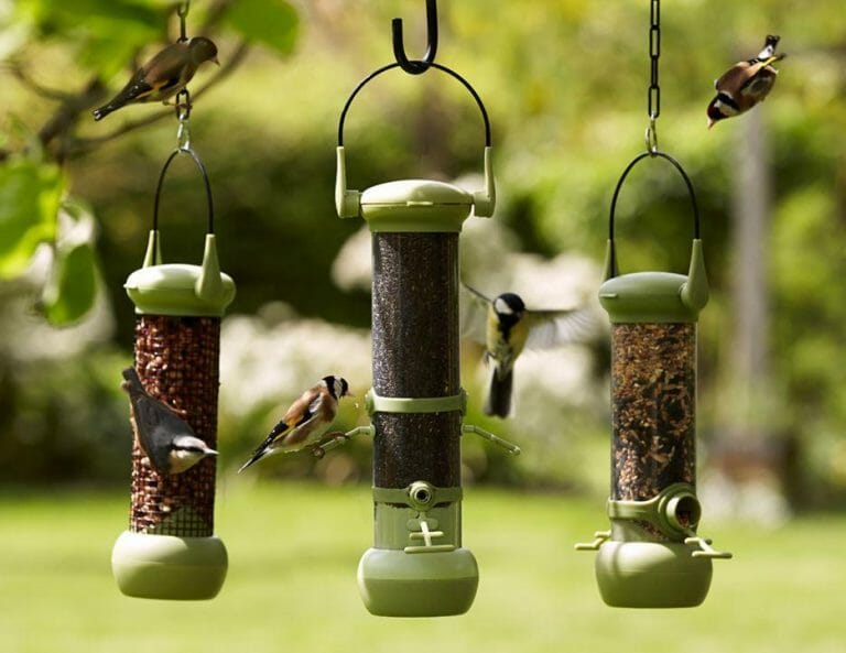 How Do Birds Find Feeders? Birdwatching Buzz