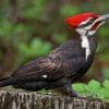 do woodpeckers eat other birds