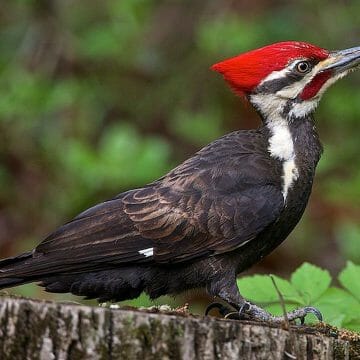 What Do Woodpeckers Eat? [7 Foods To Attract Them] - Birdwatching Buzz