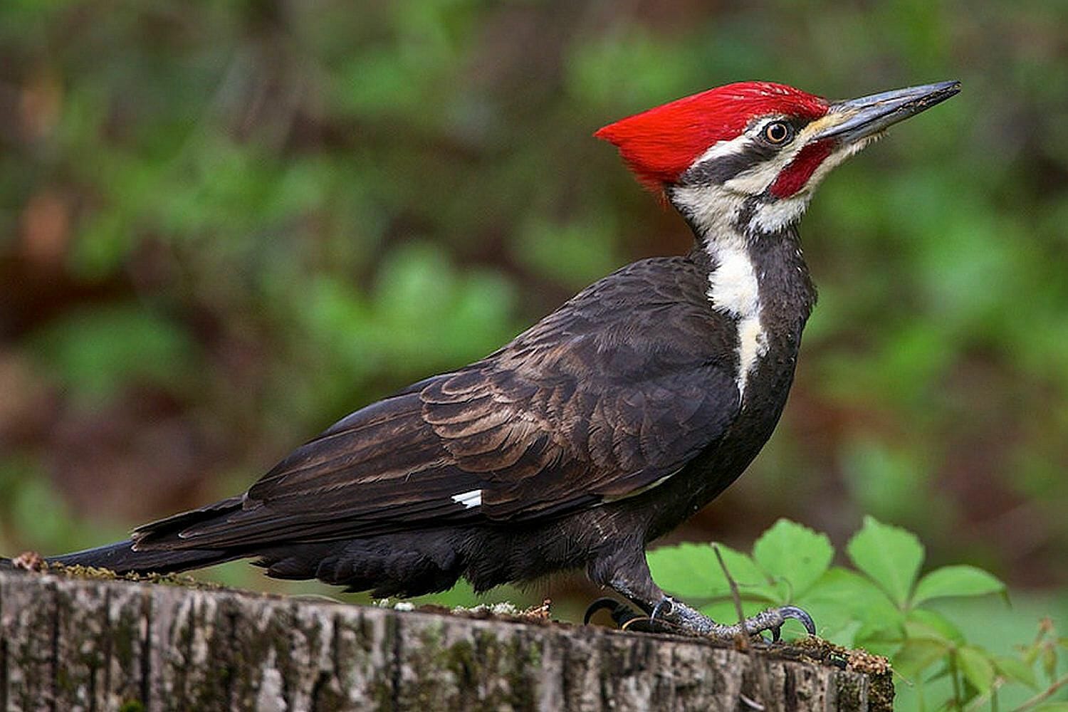 woodpecker bird nest