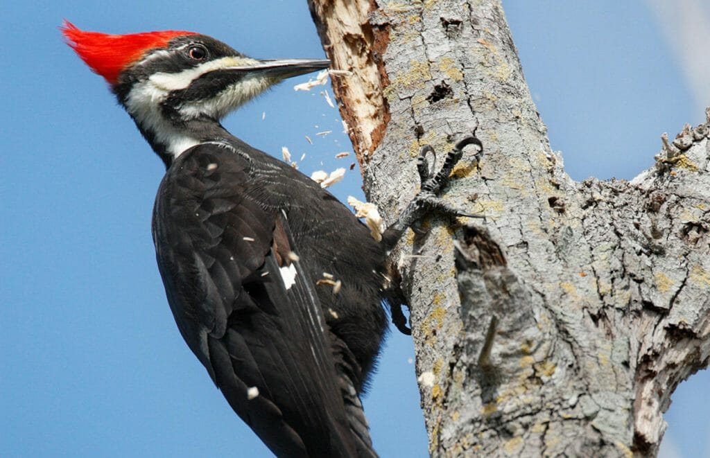 do woodpeckers get headaches