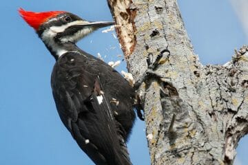 do woodpeckers get headaches