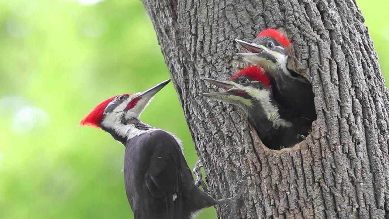 do woodpeckers mate for life