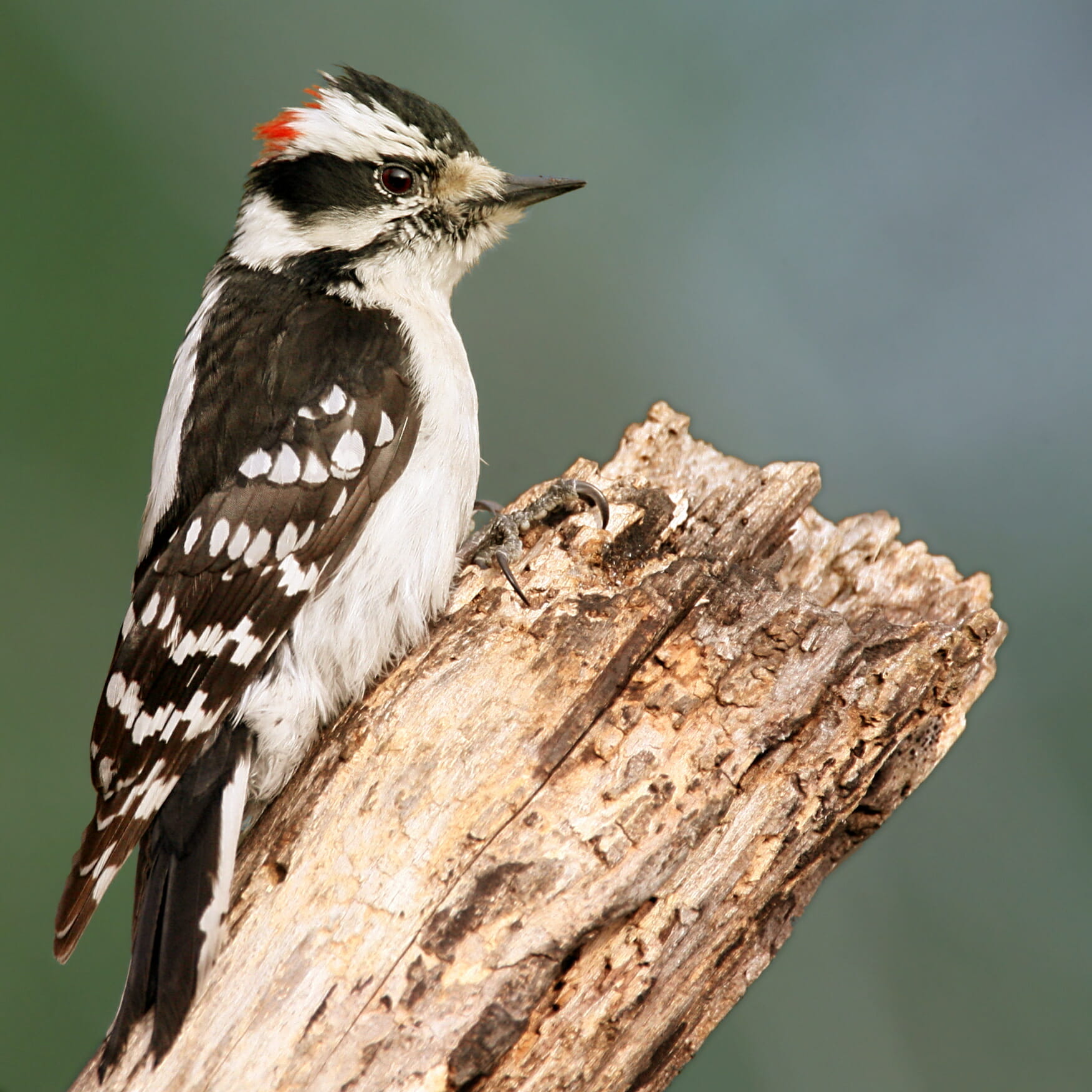 Woodpeckers [The Ultimate Guide] Birdwatching Buzz