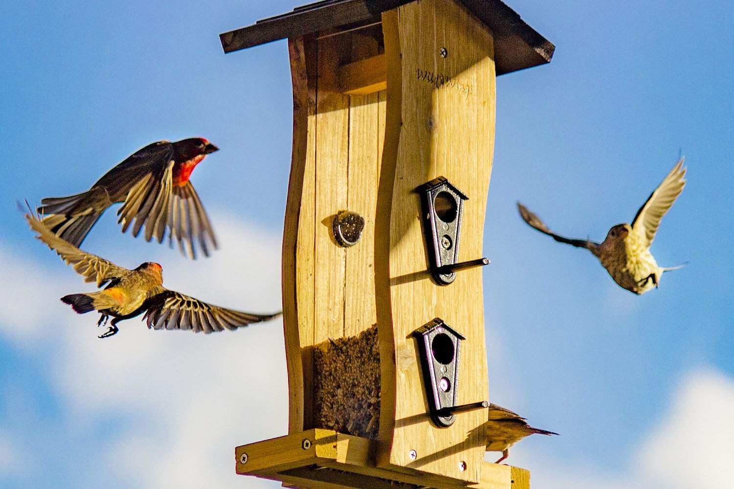 How Do Birds Find Feeders? Birdwatching Buzz