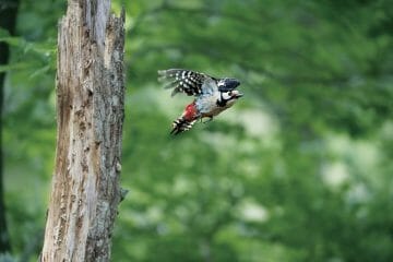 how to attract woodpeckers to your yard