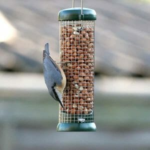 The 5 Best Woodpecker Feeders They'll Love! - Birdwatching Buzz