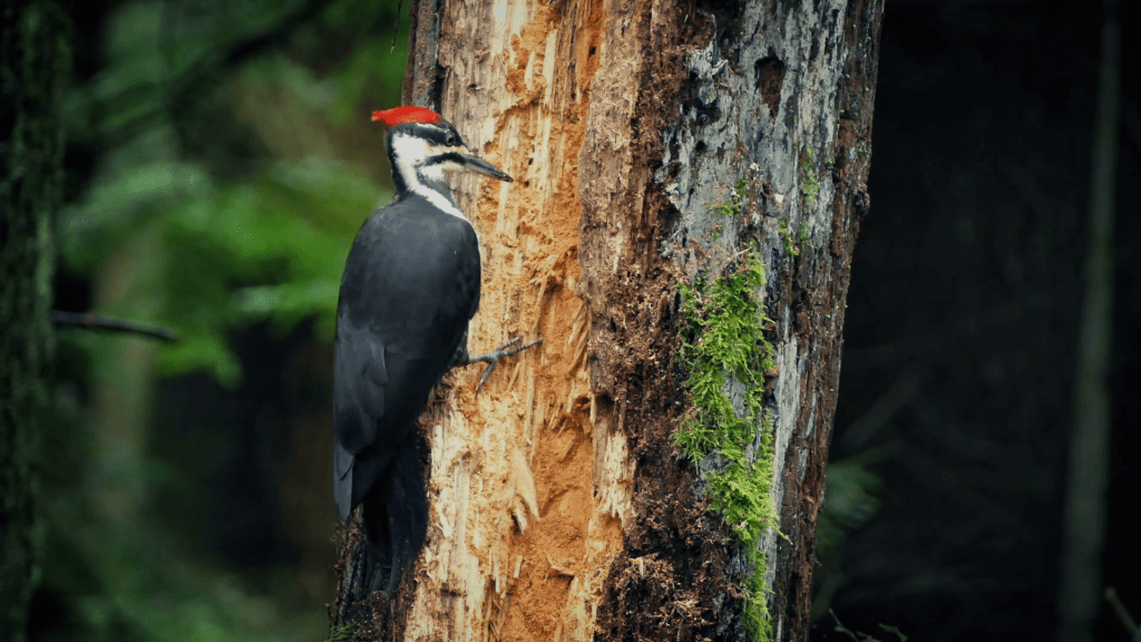 Why Do Woodpeckers Peck Wood [food Nesting And Territory