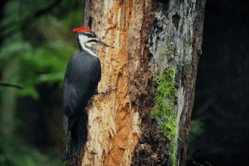 why do woodpeckers peck wood