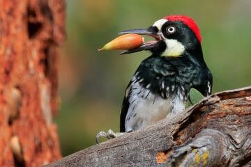 woodpecker ultimate guide