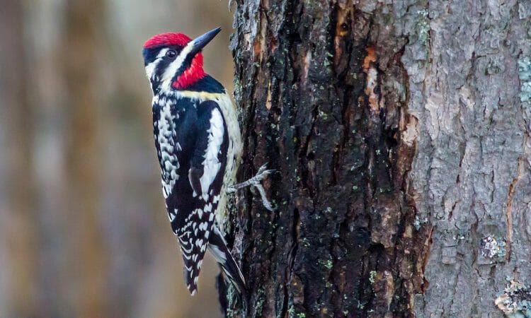 Woodpeckers [The Ultimate Guide] - Birdwatching Buzz