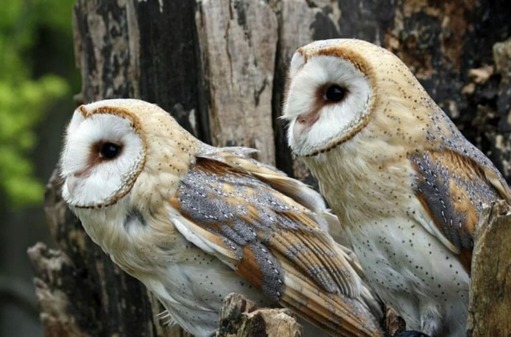 barn owls mating