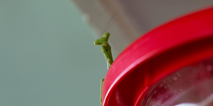 do praying mantis kill hummingbirds