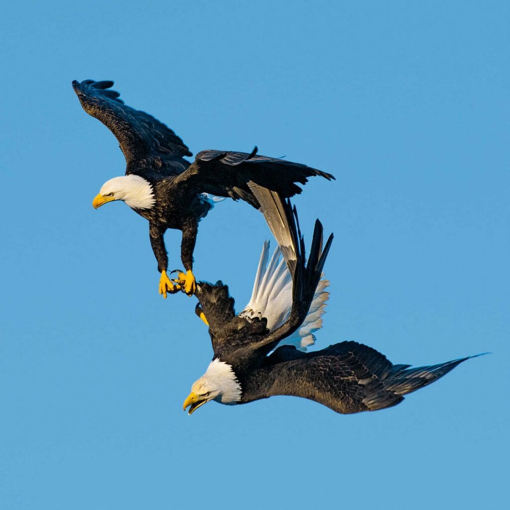 eagles mating