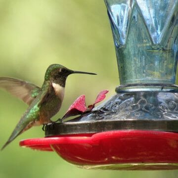 Our Guide To Making Hummingbird Nectar [Recipe Included ...