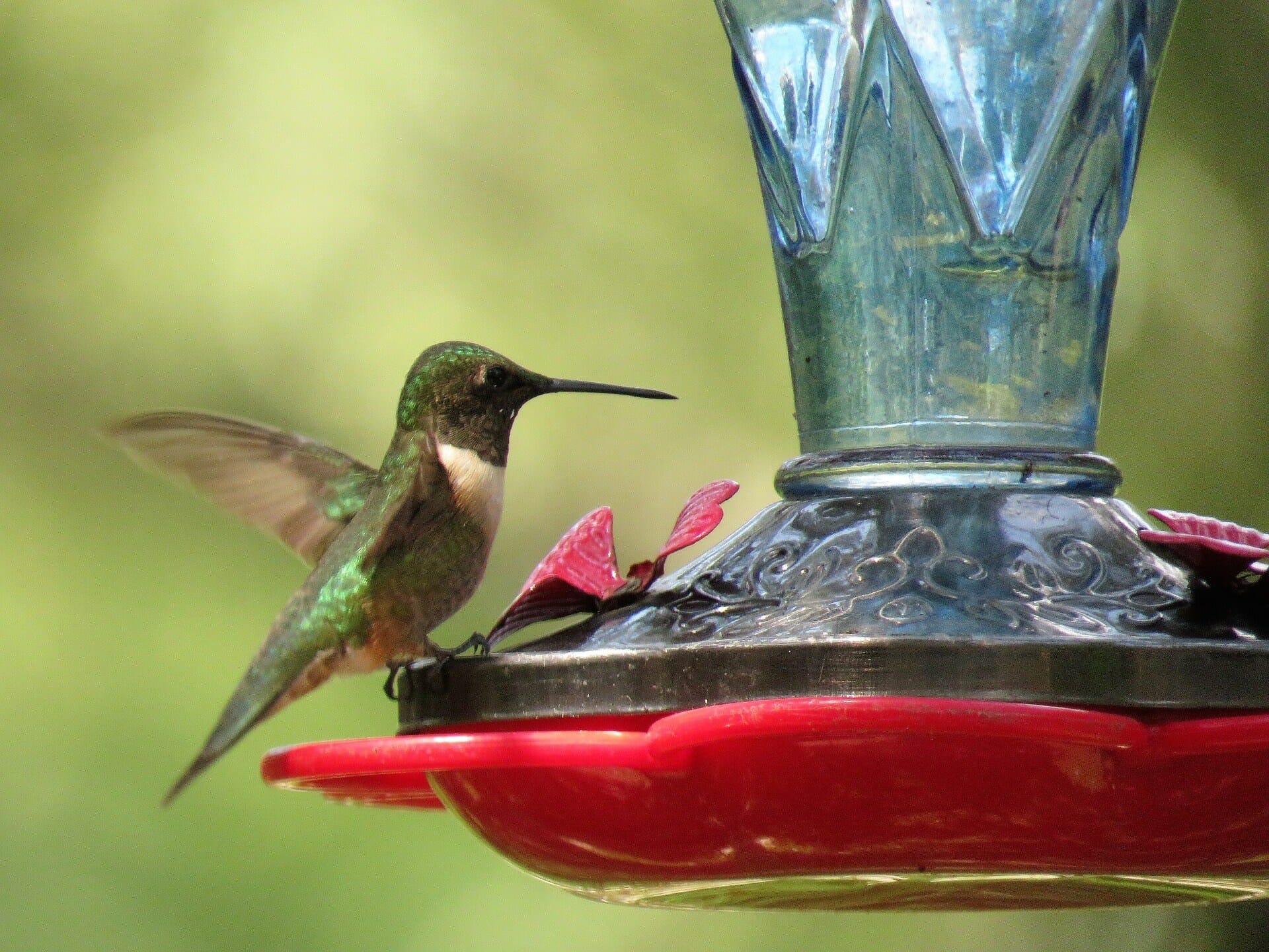 How To Make Hummingbird Nectar Without Boiling Water