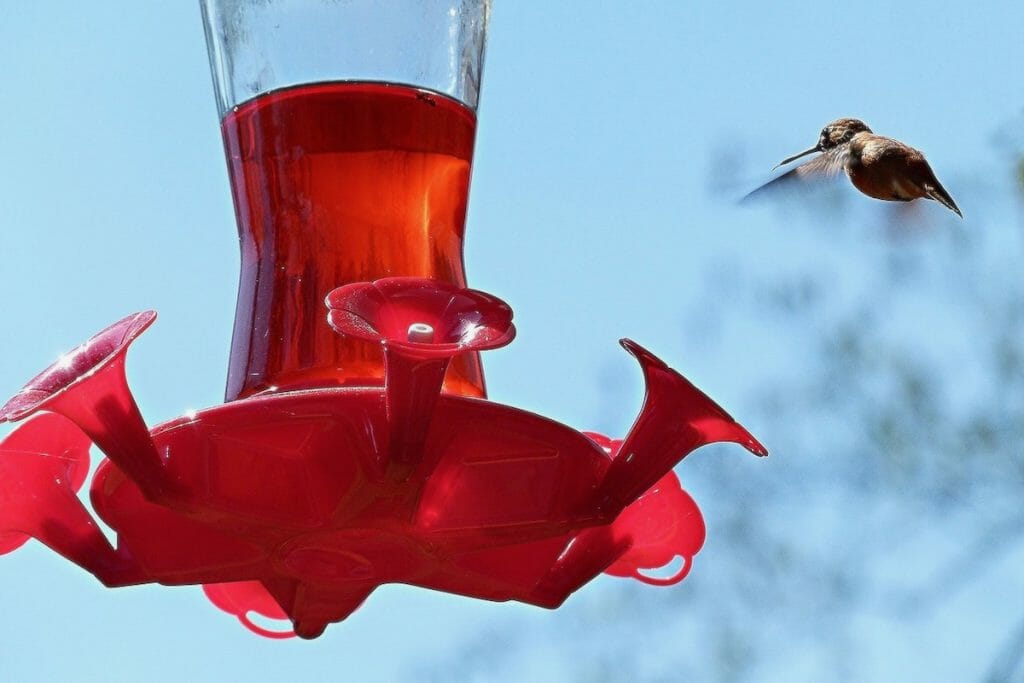 is red dye bad for hummingbirds