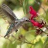 plants that attract hummingbirds