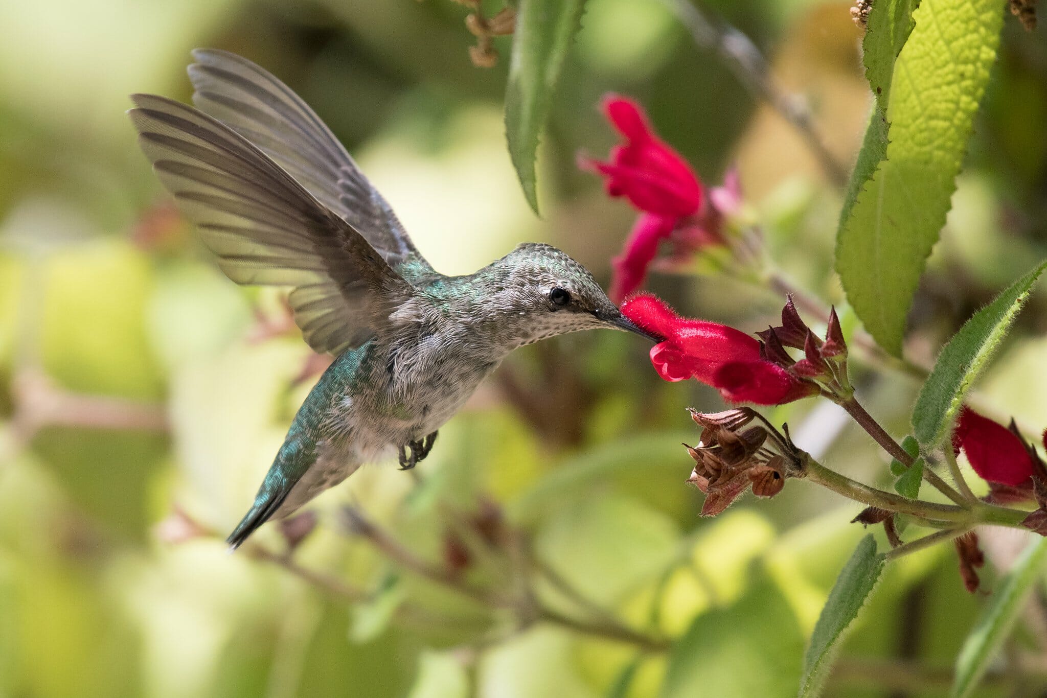 planten die kolibries aantrekken
