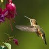 what time of day do hummingbirds feed