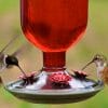 when to stop feeding hummingbirds