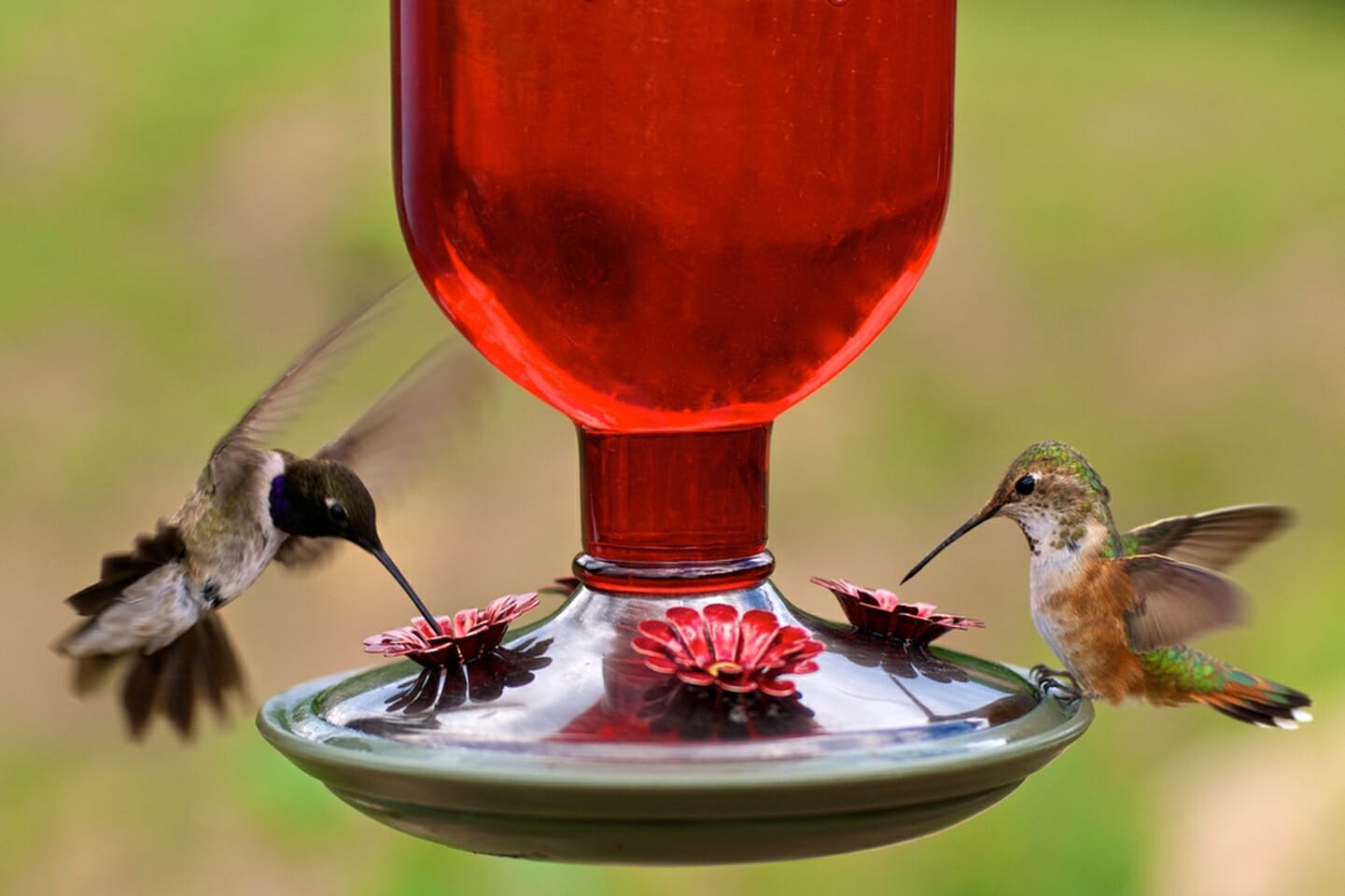 when to stop feeding hummingbirds