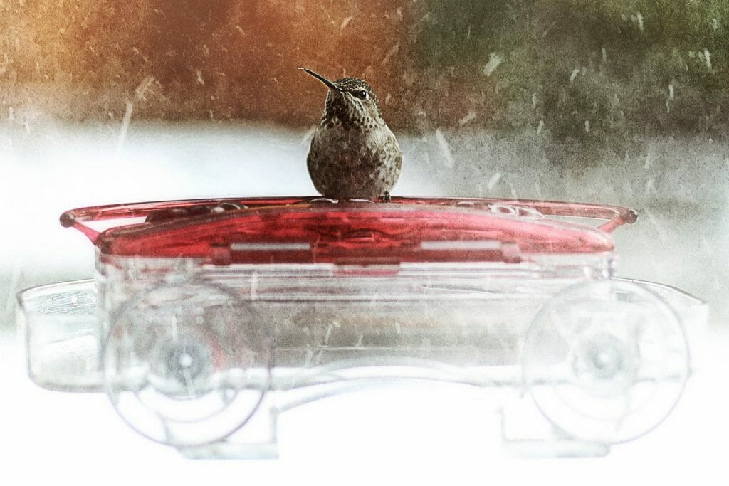 where-do-hummingbirds-go-in-the-winter-birdwatching-buzz