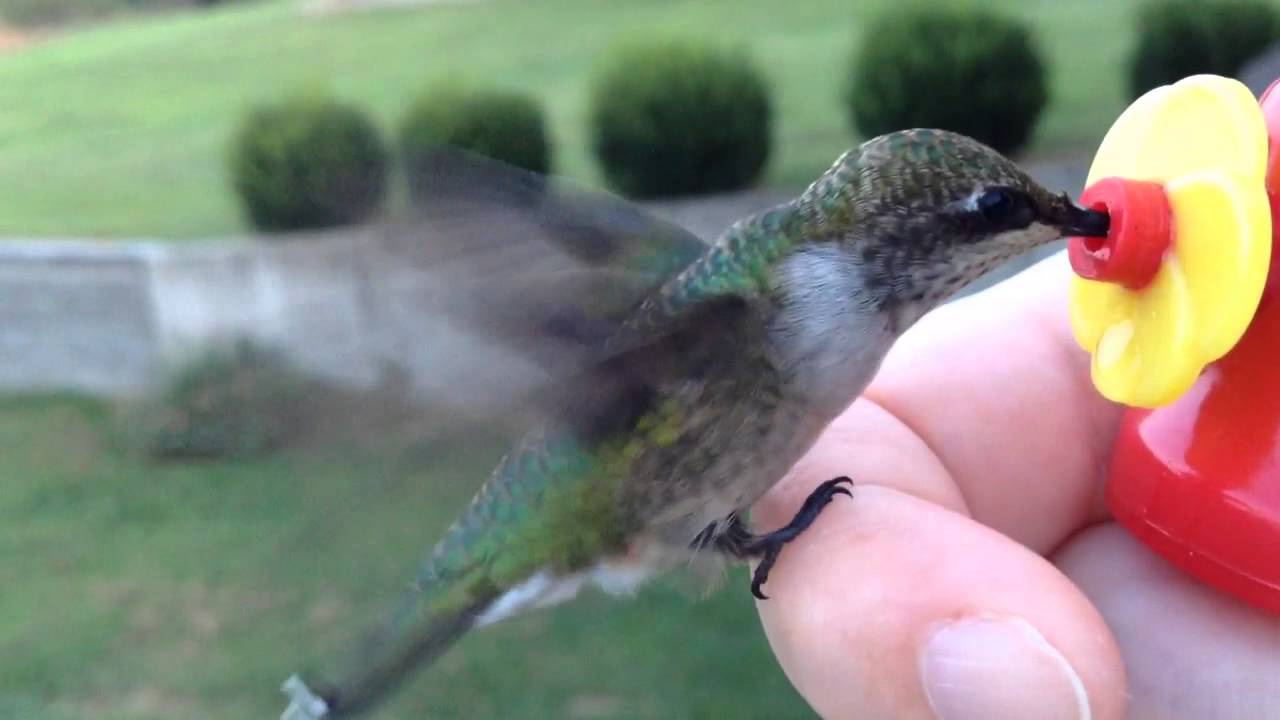 are hummingbirds friendly to humans