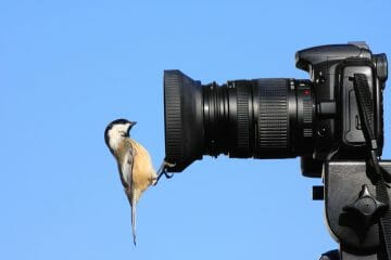 best budget lens for bird photography