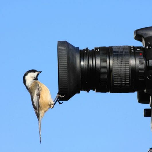 How Long Does it Take For Baby Birds to Fly? | Birdwatching Buzz