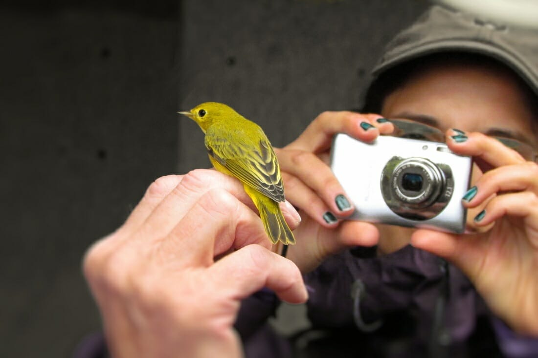 best point and shoot camera for birding