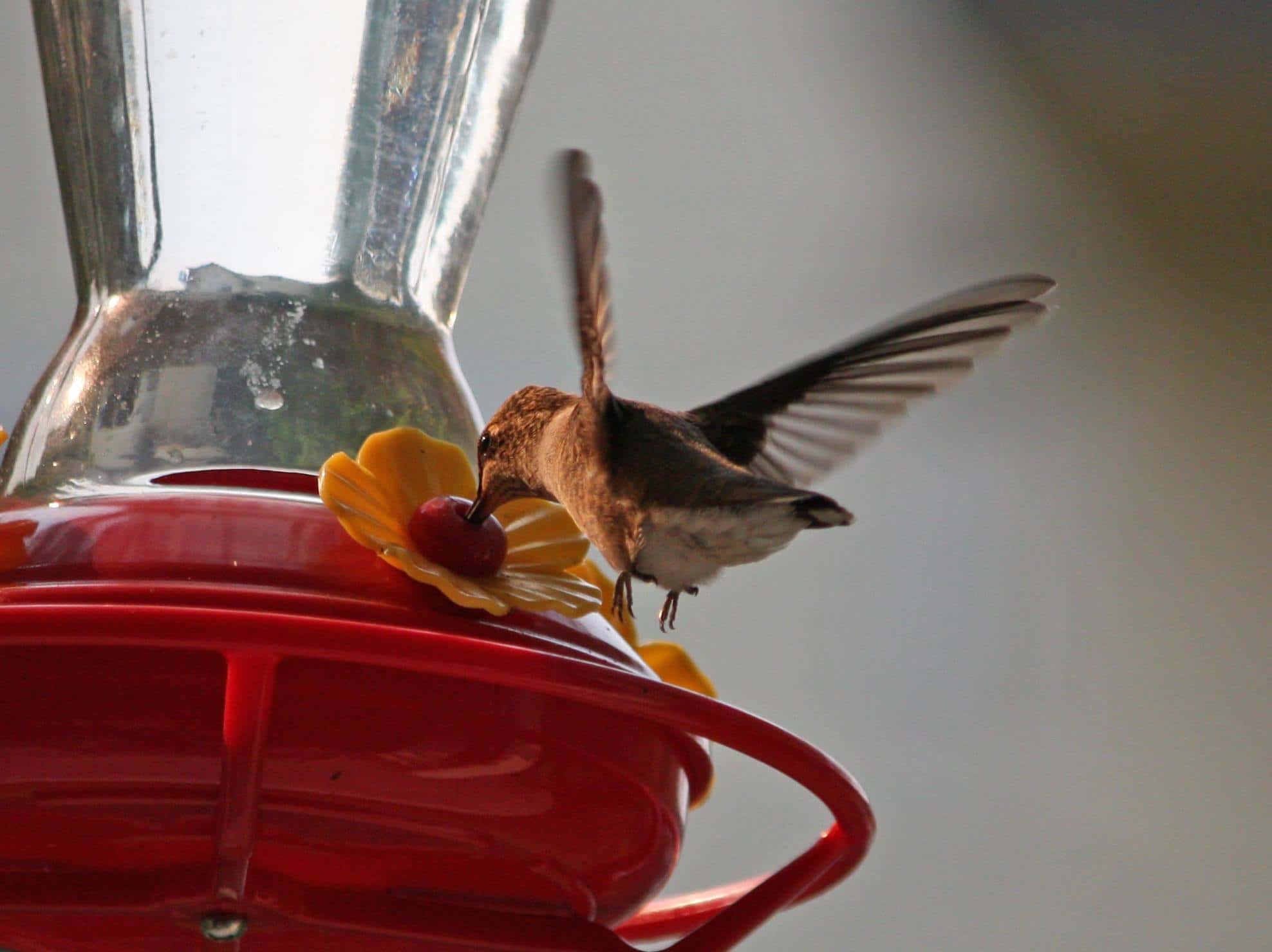 best-way-to-clean-a-hummingbird-feeder-birdwatching-buzz