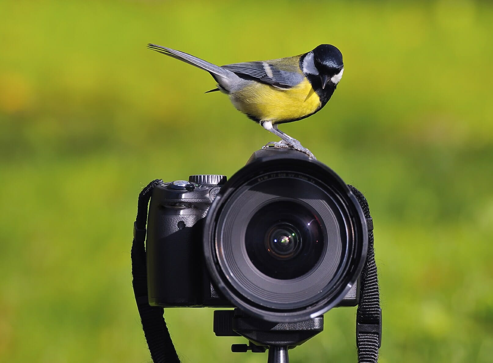 Best Point and Shoot Camera For Birding [Our Top 5 for 2022