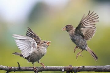 two birds fighting evil on a branch