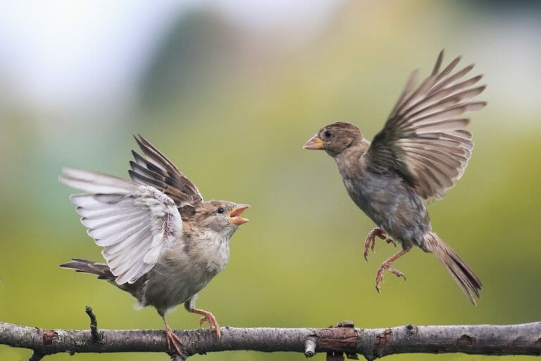 how-long-does-it-take-for-baby-birds-to-fly-birdwatching-buzz