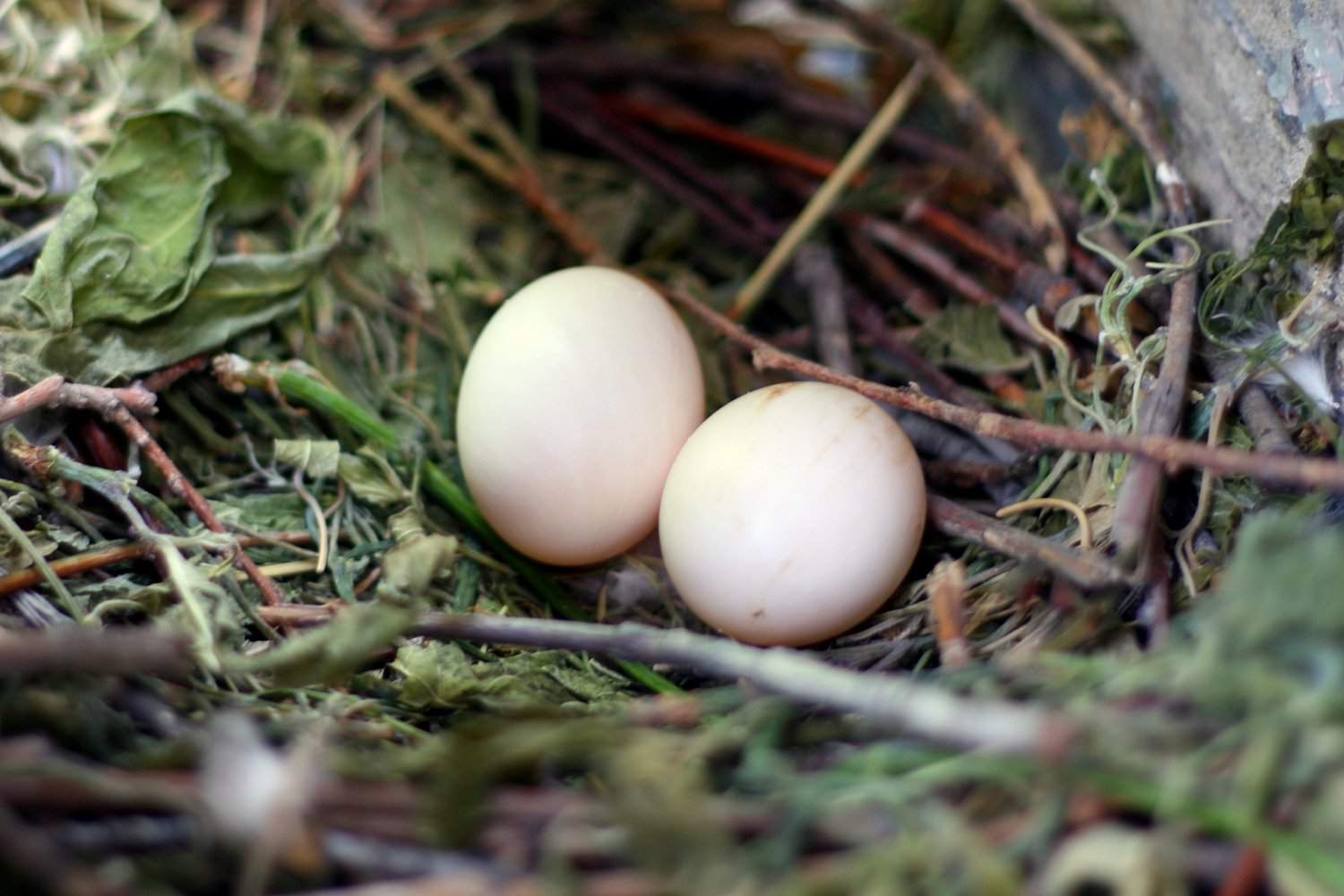 Wie lange dauert es, bis Eier schlüpfen?