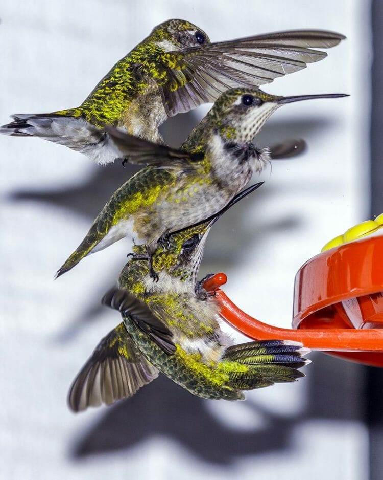 How To Get Rid Of A Bully Hummingbirdnull