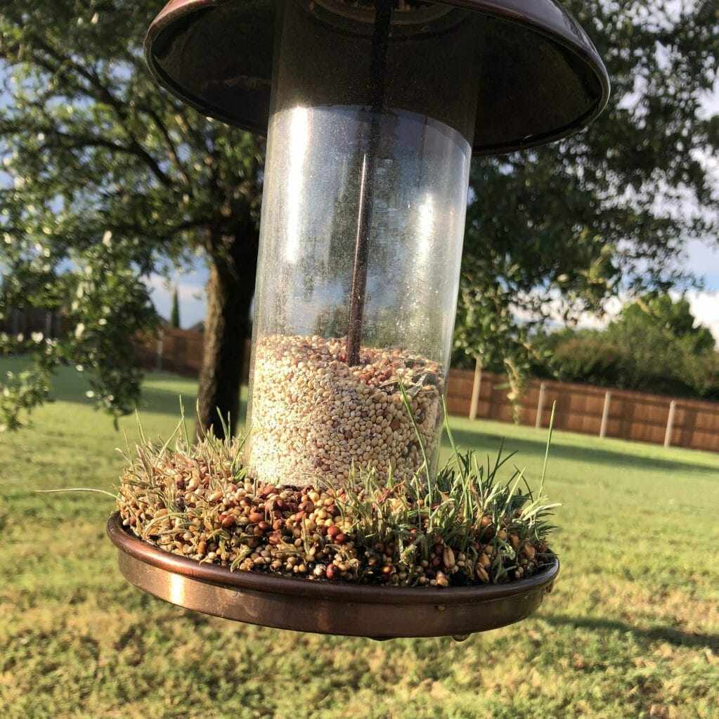 how to stop bird seed from sprouting