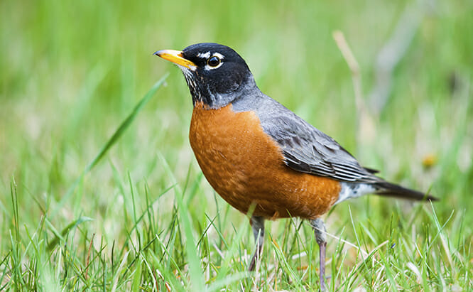 american robin