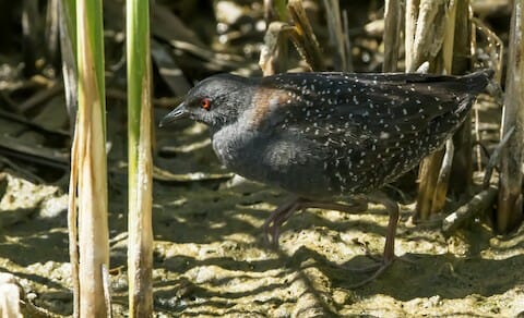 Schwarze Ralle