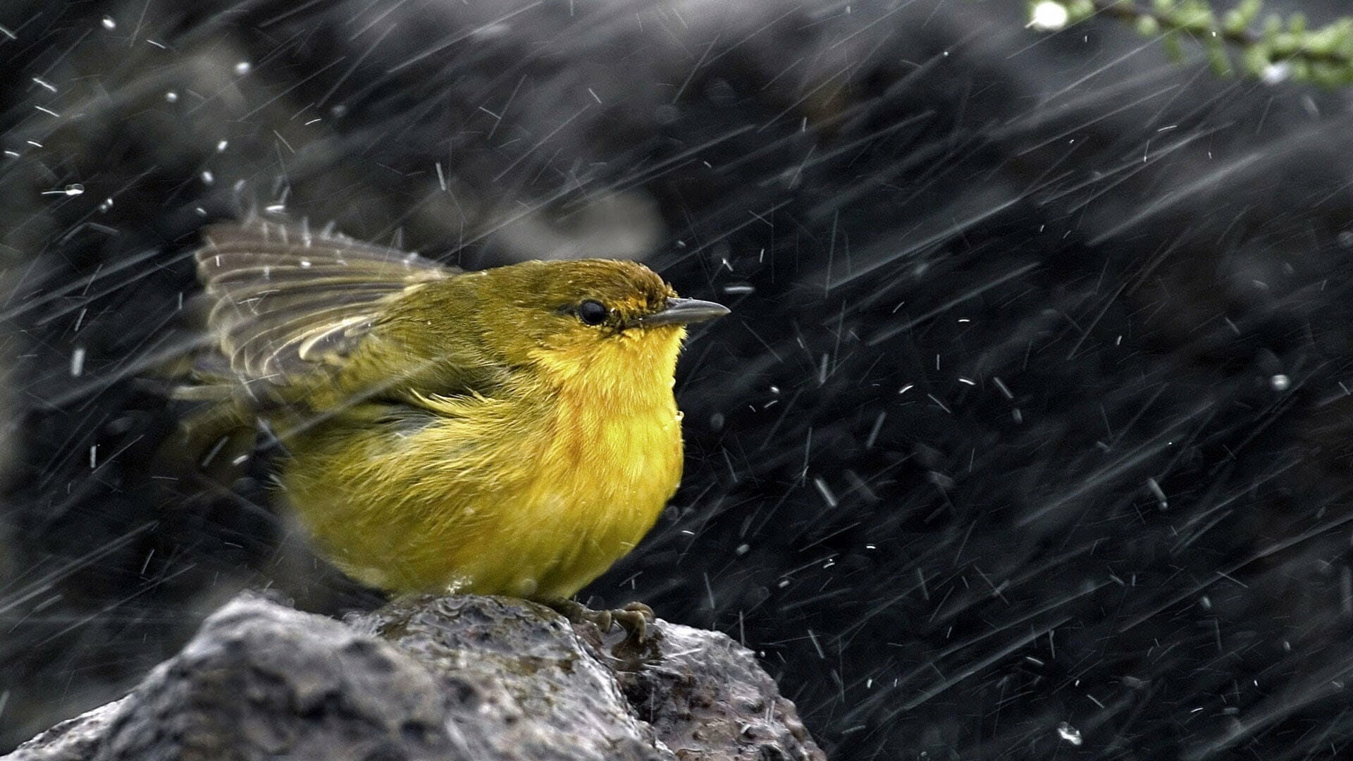 How to Protect a Birds Nest During a Storm 