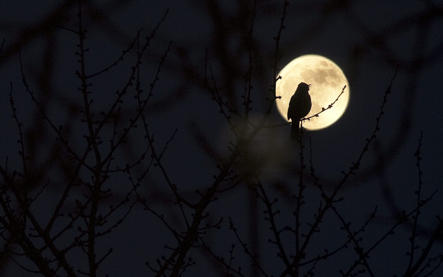 Warum zwitschern Vögel nachts