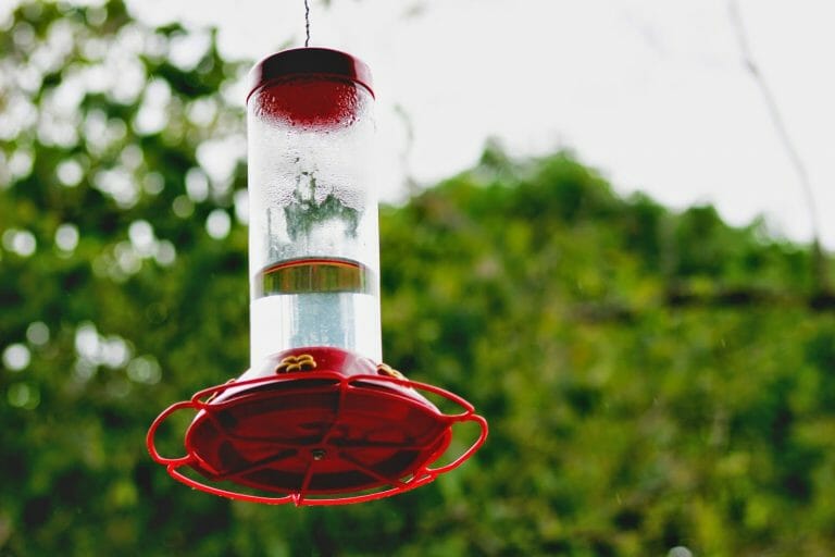 Why Does My Hummingbird Feeder Get Air Locked? [Top 10 Facts ...