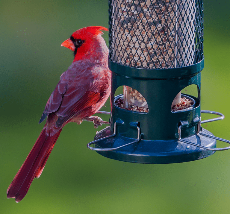 no no cardinal bird feeder