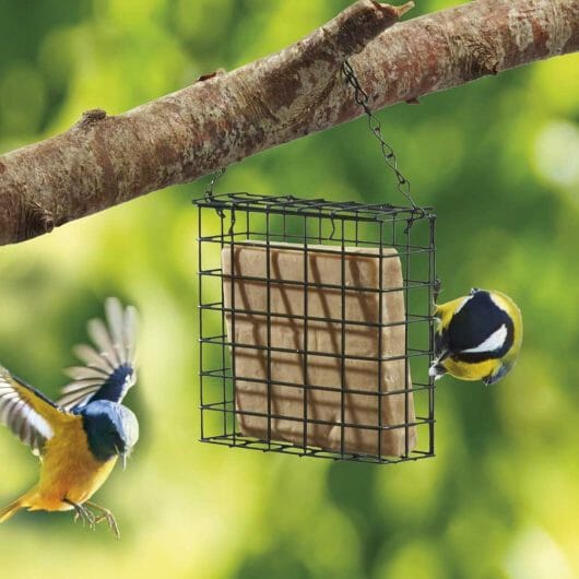 8 Best Suet Cakes for Birds [2022 Reviews & Buying Guide