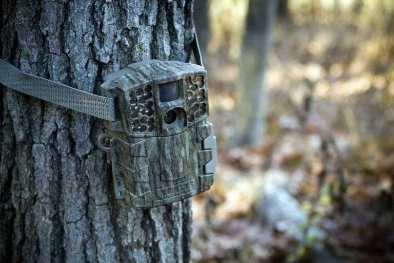 Best Trail Camera for Home Security & Birding! [Top 5 Reviewed