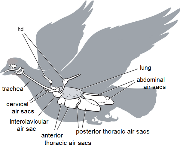 How Does a Bird Get Oxygen? It's Fascinating! Birdwatching Buzz