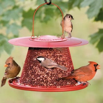 7 Best Bird Feeders for Cardinals [2022 Reviews & Guide] - Birdwatching ...